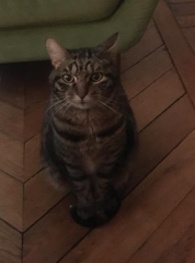Hector