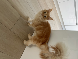 Photo de Tigrou