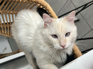 Saïko