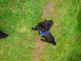 Negrito