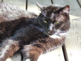 Photo de Merlin