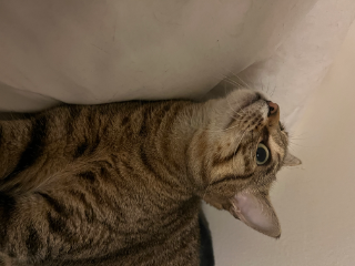 Peytone