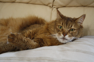 Photo de Firenze de Buffavent dit FIRO