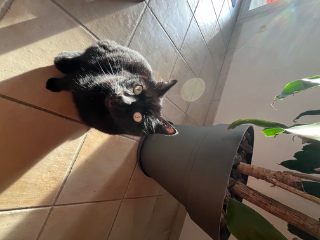 Pumba