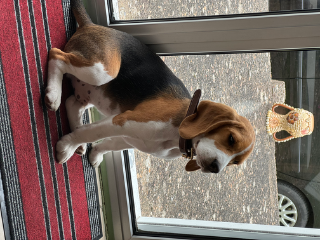 Ugo