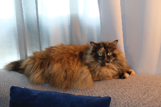 Kiara