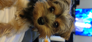 Photo de Suki