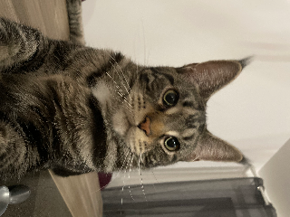 Skye