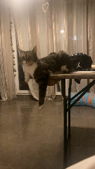 Mia