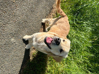 Udo