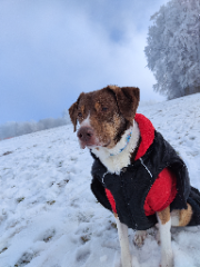 Cora