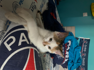 Mimie