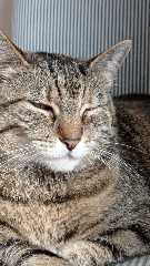 Photo de Cannelle