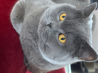 Lazuli
