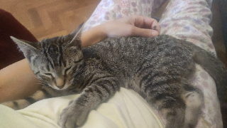 KiKi