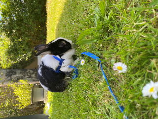 Blackie