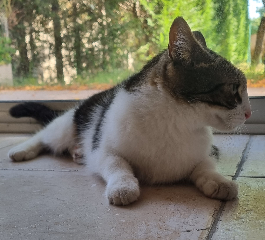 Photo de FLEUR DE LYS