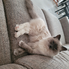 Photo de Pompon
