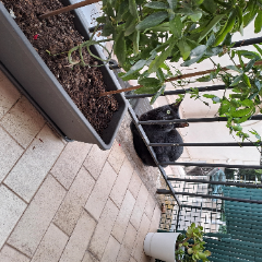 Photo de Blacky