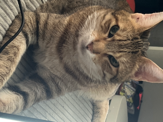Photo de Titi