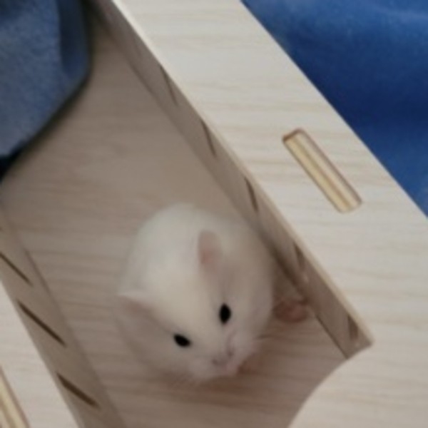 Mia