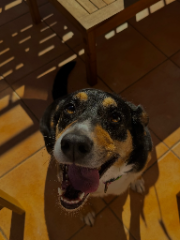 Photo de GIPSY