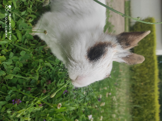 Punky