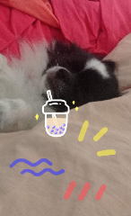 Pipou