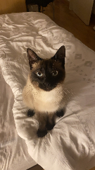 Moka