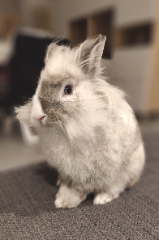 Photo de Milky