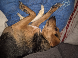 Mya