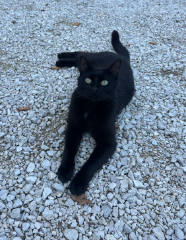 Photo de ROVER
