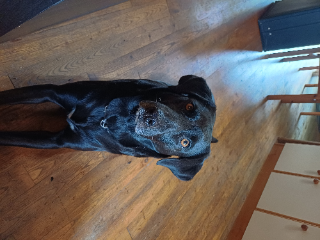 PIPA