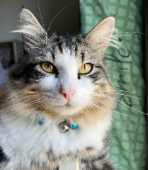 Photo de Minou