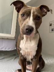 LAIKA