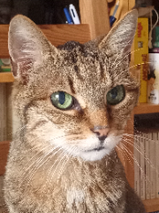 Photo de Biscuit