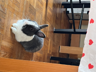 Panpan