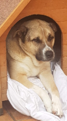 Simba