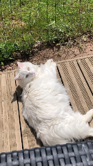 Olaf
