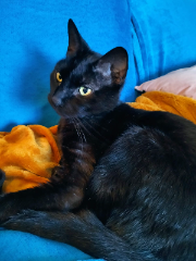 Magnéto