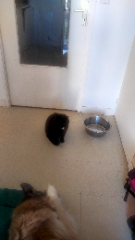Minou