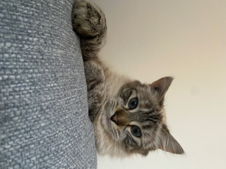 Lilo