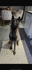 Nala