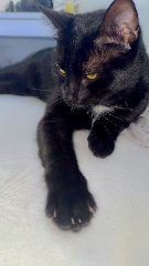 Photo de Zorro