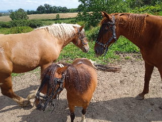 Chevaux