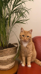 Photo de PEPITO