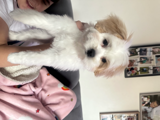 Mia