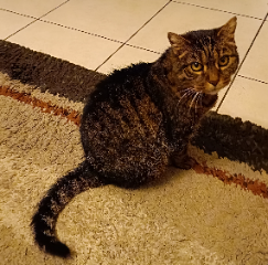 Photo de Luna