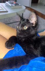 Léo