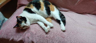 Lili